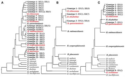 Bartonella Bacteria in Urban Rats: A Movement From the Jungles of Southeast Asia to Metropoles Around the Globe